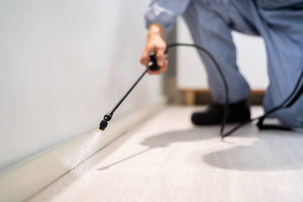 Licensed Wasp Removal service in Mountain Iron, MN - Show Me Pest Control
